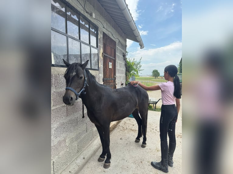 Franse rijpaarden Merrie 4 Jaar 118 cm Donkerbruin in Saint-Cl&#xE9;ment-de-R&#xE9;gnat