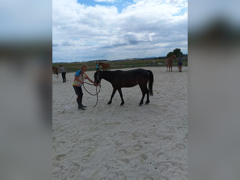 Franse rijpaarden Merrie 4 Jaar 118 cm Donkerbruin in Saint-Cl&#xE9;ment-de-R&#xE9;gnat