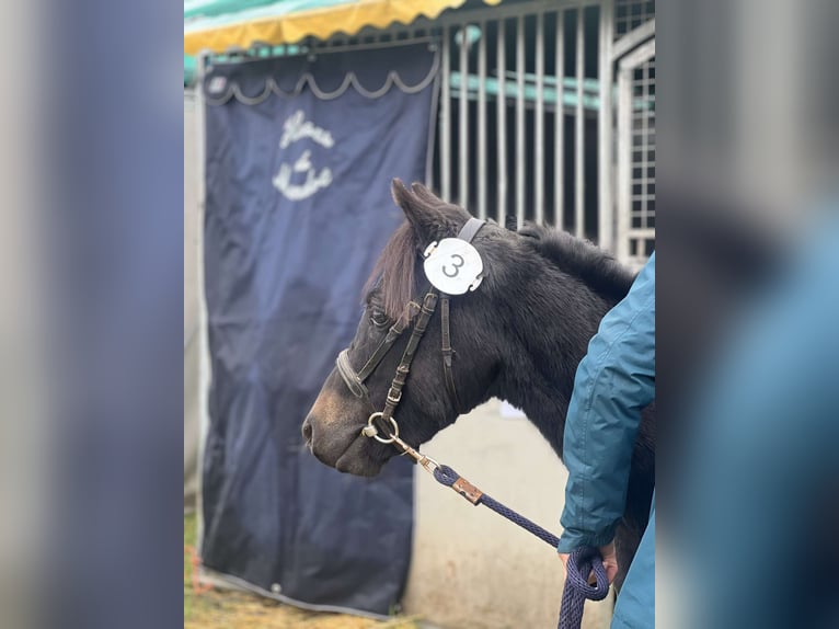 Franse rijpaarden Merrie 4 Jaar 118 cm Donkerbruin in Saint-Cl&#xE9;ment-de-R&#xE9;gnat