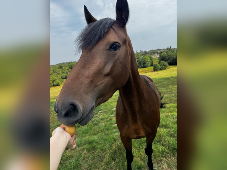 Franse rijpaarden Merrie 4 Jaar 140 cm Bruin in Feytiat