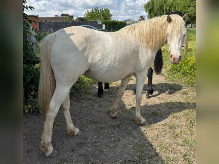 Franse rijpaarden Merrie 4 Jaar 144 cm Perlino in Angers