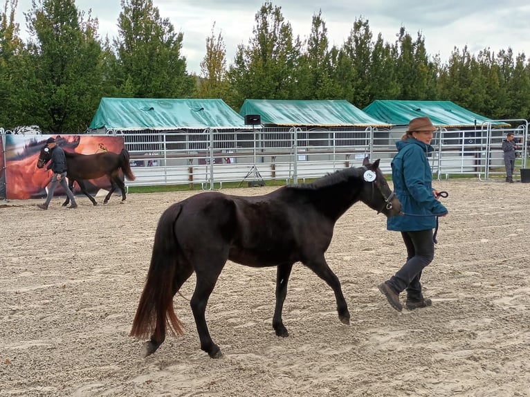 Franse rijpaarden Merrie 5 Jaar 118 cm Donkerbruin in Saint-Clément-de-Régnat