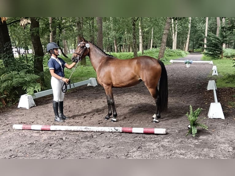 Franse rijpaarden Merrie 5 Jaar 138 cm Bruin in courtes