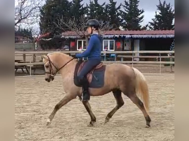 Franse rijpaarden Merrie 5 Jaar 139 cm Palomino in Poulx