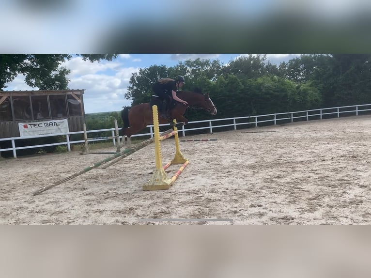 Franse rijpaarden Merrie 5 Jaar 146 cm Bruin in Auxerre