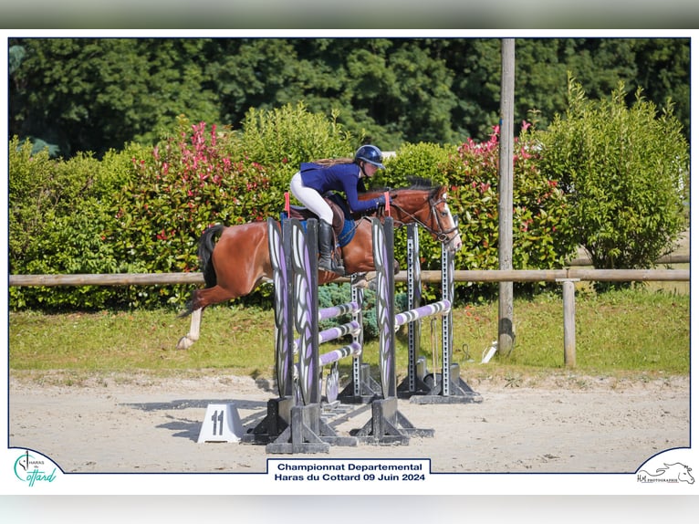 Franse rijpaarden Merrie 5 Jaar 146 cm Bruin in Auxerre