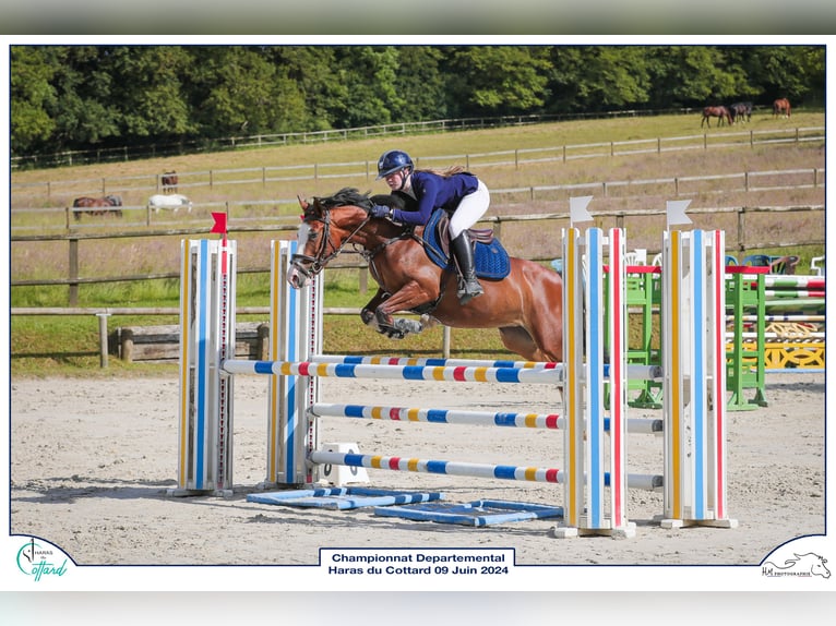 Franse rijpaarden Merrie 5 Jaar 146 cm Bruin in Auxerre