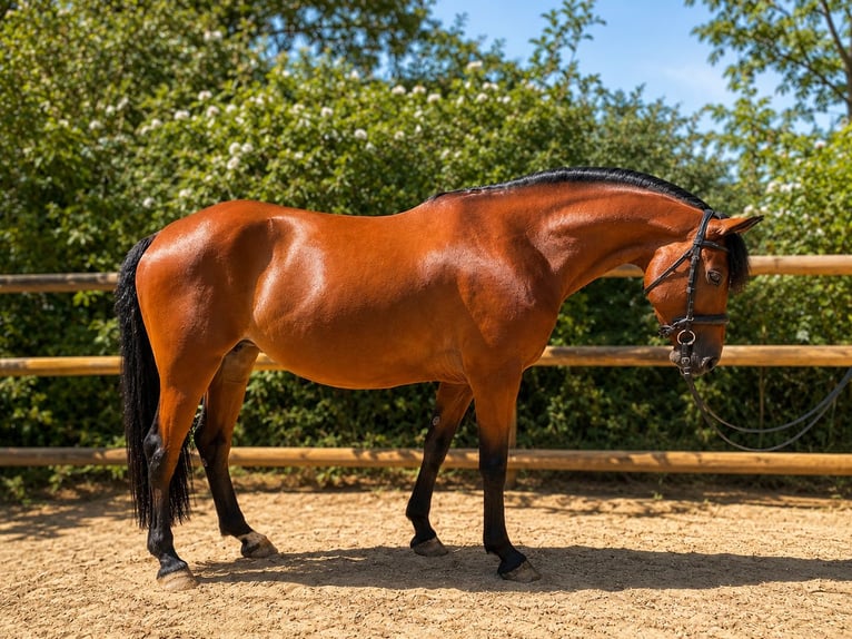 Franse rijpaarden Merrie 5 Jaar 147 cm Bruin in Drome