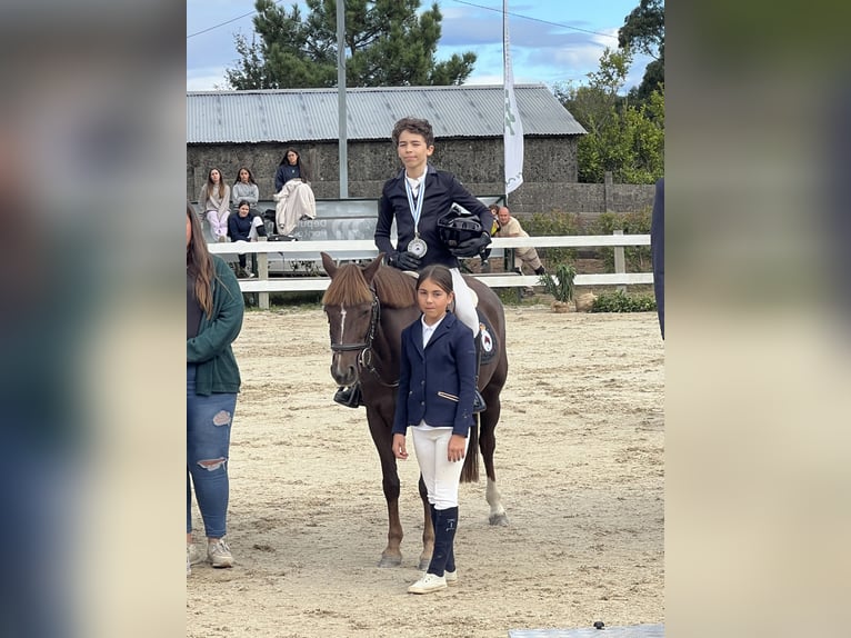 Franse rijpaarden Merrie 6 Jaar 131 cm Vos in Moaña