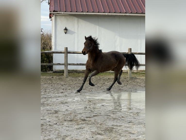 Franse rijpaarden Merrie 6 Jaar 145 cm Falbe in Charny