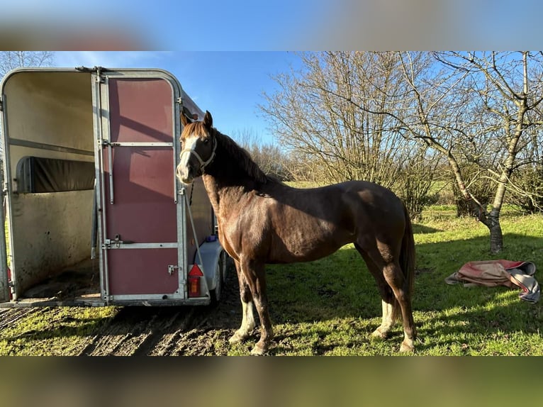 Franse rijpaarden Merrie 6 Jaar 148 cm Donkere-vos in Loudéac