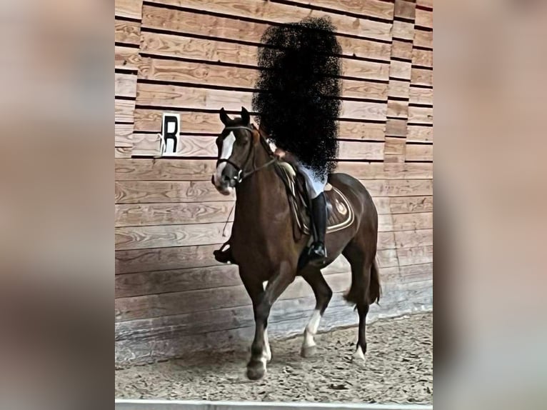 Franse rijpaarden Merrie 6 Jaar 148 cm Donkere-vos in Loudéac