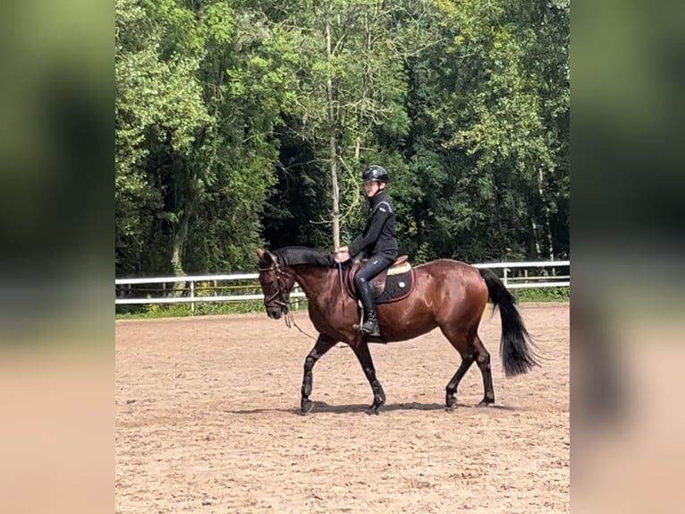 Franse rijpaarden Merrie 6 Jaar 149 cm Roodbruin in Itteville