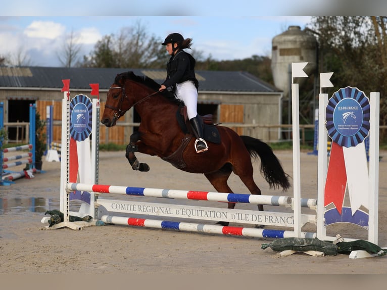 Franse rijpaarden Merrie 6 Jaar 149 cm Roodbruin in Itteville