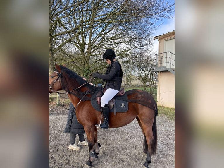 Franse rijpaarden Merrie 6 Jaar 149 cm Roodbruin in Itteville