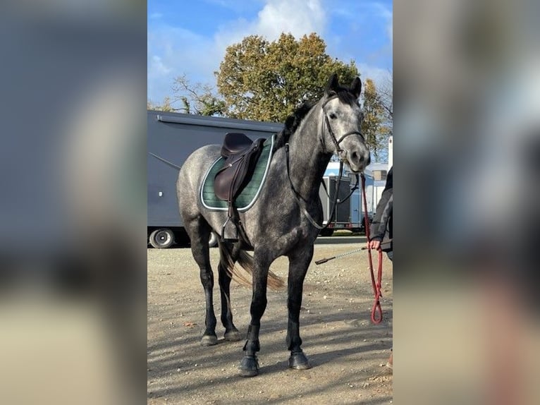 Franse rijpaarden Mix Merrie 6 Jaar 149 cm Schimmel in La Boussac