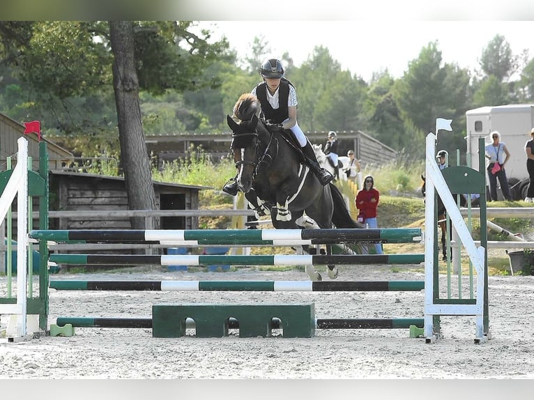 Franse rijpaarden Merrie 7 Jaar 148 cm Donkere-vos in Nans-les-Pins