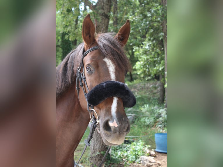 Franse rijpaarden Merrie 7 Jaar 148 cm Donkere-vos in Nans-les-Pins