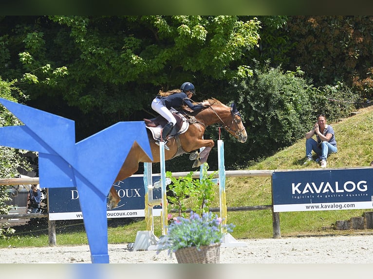 Franse rijpaarden Merrie 8 Jaar 146 cm Vos in seiches/loir