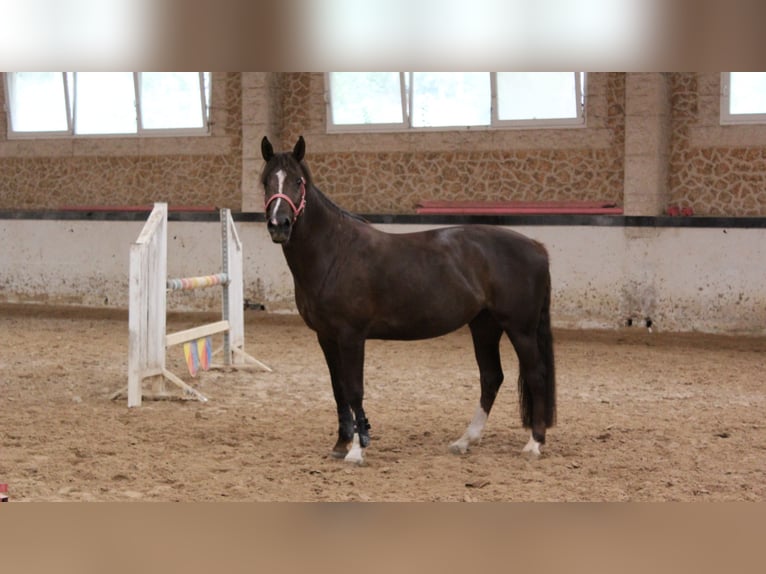 Franse rijpaarden Merrie 8 Jaar 148 cm Donkere-vos in Nans-les-Pins
