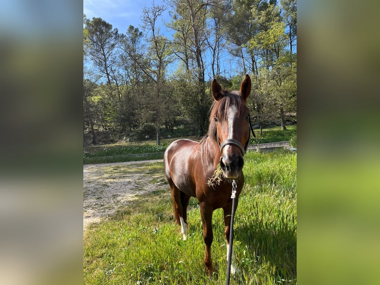 Franse rijpaarden Merrie 8 Jaar 148 cm Donkere-vos in Nans-les-Pins