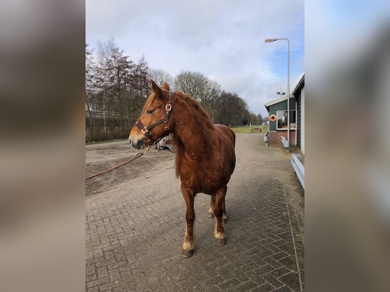 Franse rijpaarden Merrie 8 Jaar 148 cm Vos in Ruinerwold
