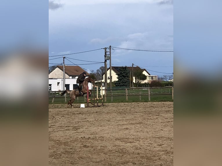 Franse rijpaarden Merrie 9 Jaar 126 cm Rood schimmel in Les Reuilles