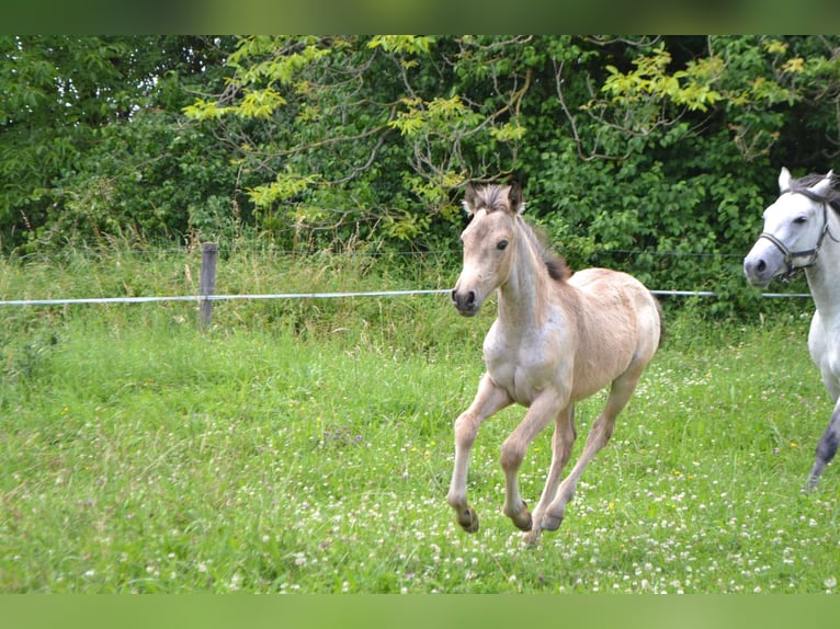 Franse rijpaarden Merrie veulen (03/2024) 143 cm Schimmel in Kunheim