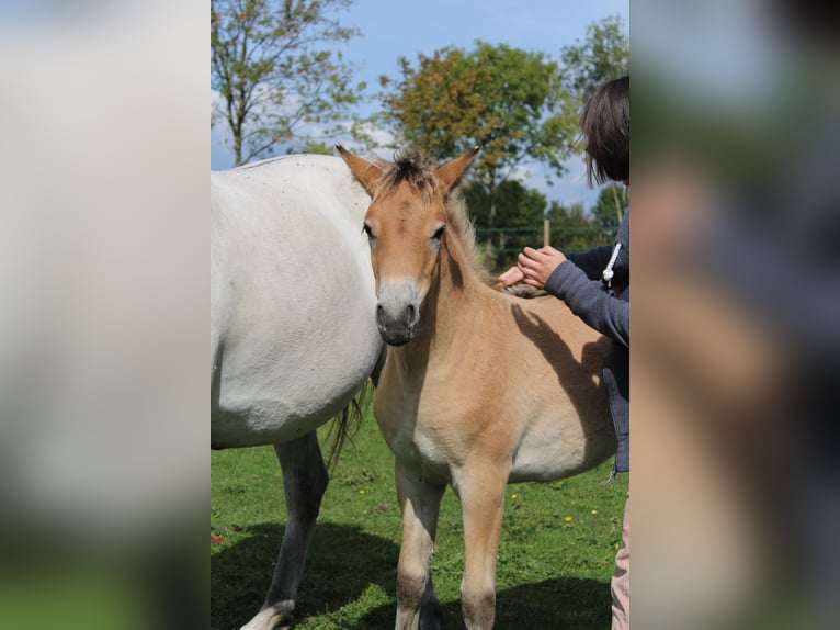 Franse rijpaarden Merrie veulen (06/2024) Brown Falb schimmel in La Flamengrie