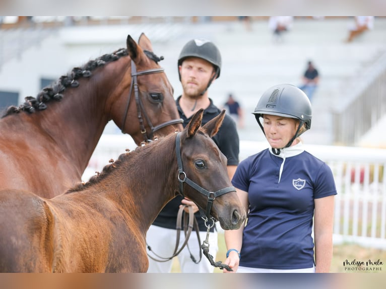 Franse rijpaarden Merrie Veulen (04/2025) Donkere-vos in Lannux