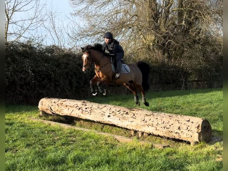 Franse rijpaarden Ruin 10 Jaar 148 cm Bruin in feneu