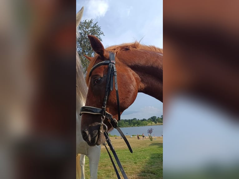 Franse rijpaarden Ruin 10 Jaar 154 cm Vos in Servant