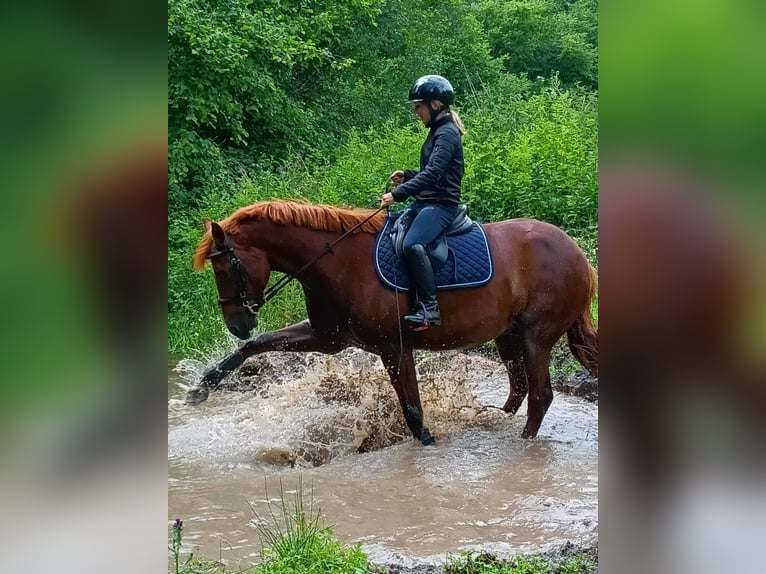 Franse rijpaarden Ruin 10 Jaar 154 cm Vos in Servant