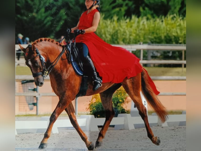 Franse rijpaarden Ruin 10 Jaar 154 cm Vos in Servant