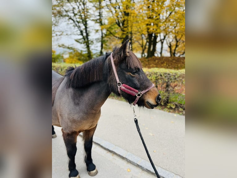 Franse rijpaarden Ruin 11 Jaar 115 cm Donkerbruin in Dietikon