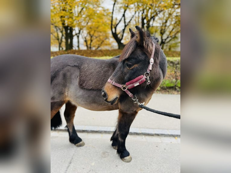 Franse rijpaarden Ruin 11 Jaar 115 cm Donkerbruin in Dietikon