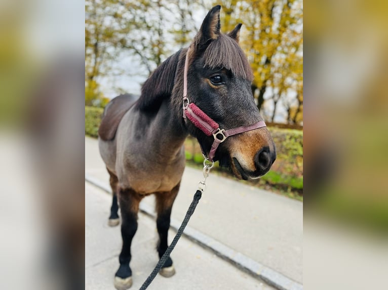 Franse rijpaarden Ruin 11 Jaar 115 cm Donkerbruin in Dietikon