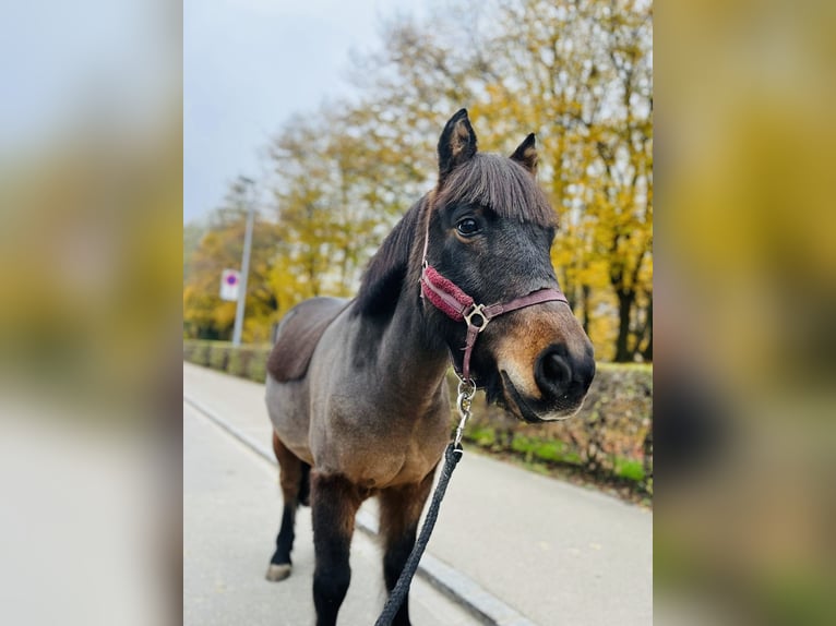 Franse rijpaarden Ruin 11 Jaar 115 cm Donkerbruin in Dietikon