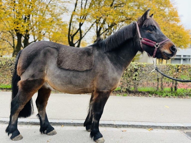 Franse rijpaarden Ruin 11 Jaar 115 cm Donkerbruin in Dietikon