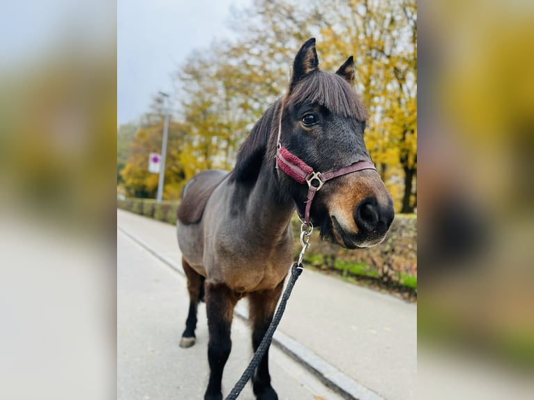 Franse rijpaarden Ruin 11 Jaar 115 cm Donkerbruin in Dietikon