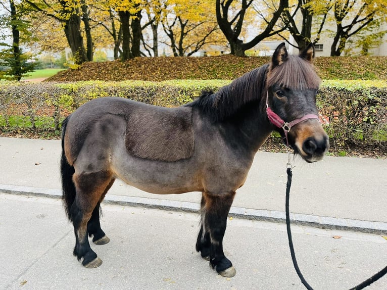 Franse rijpaarden Ruin 11 Jaar 115 cm Donkerbruin in Dietikon