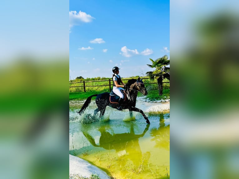 Franse rijpaarden Ruin 11 Jaar in Montecchio