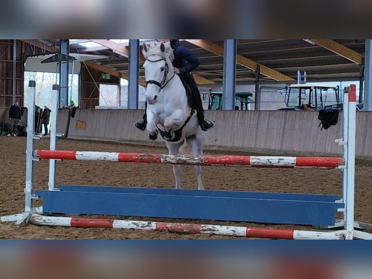 Franse rijpaarden Ruin 12 Jaar 147 cm Schimmel in Hamm