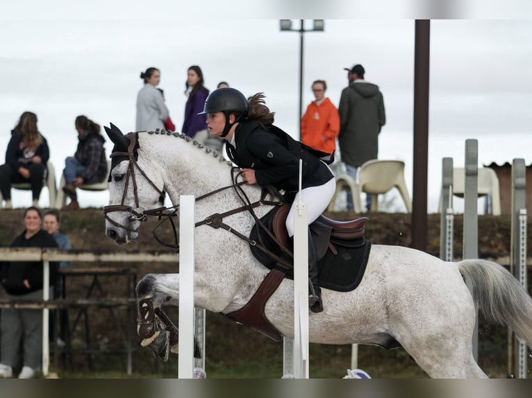 Franse rijpaarden Ruin 12 Jaar 148 cm Schimmel in Auch