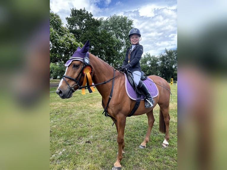 Franse rijpaarden Ruin 12 Jaar 148 cm Vos in Walldorf