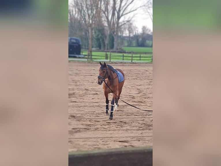 Franse rijpaarden Mix Ruin 12 Jaar 160 cm Bruin in Waltrop