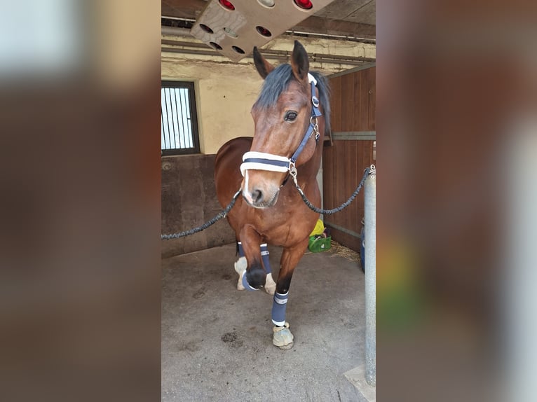 Franse rijpaarden Ruin 12 Jaar 160 cm Bruin in Waltrop