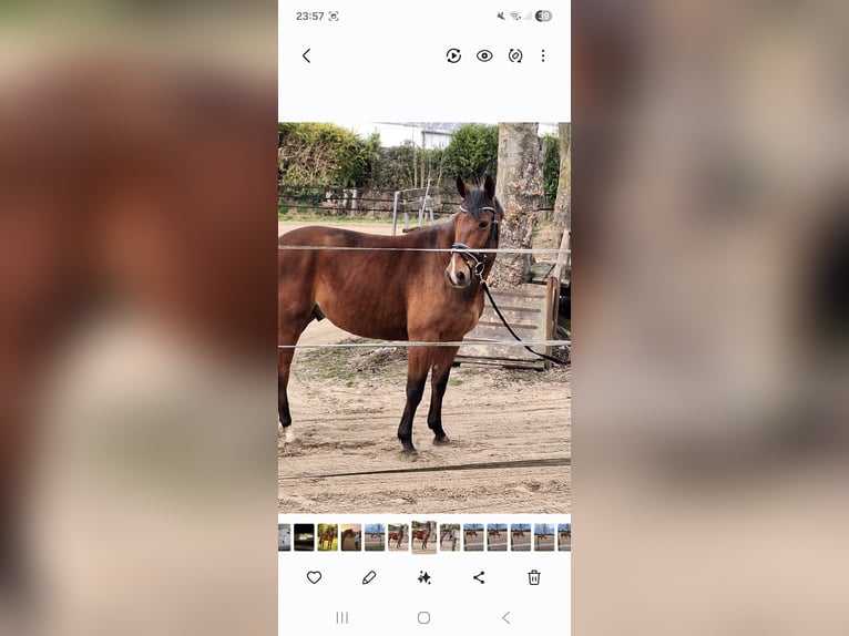 Franse rijpaarden Mix Ruin 12 Jaar 160 cm Bruin in Waltrop