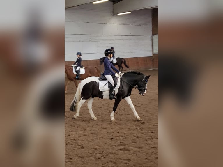 Franse rijpaarden Mix Ruin 13 Jaar 138 cm Gevlekt-paard in Uetze