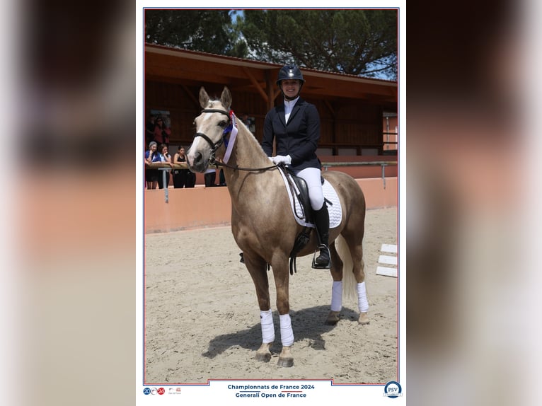 Franse rijpaarden Ruin 13 Jaar 147 cm Palomino in Warmeriville